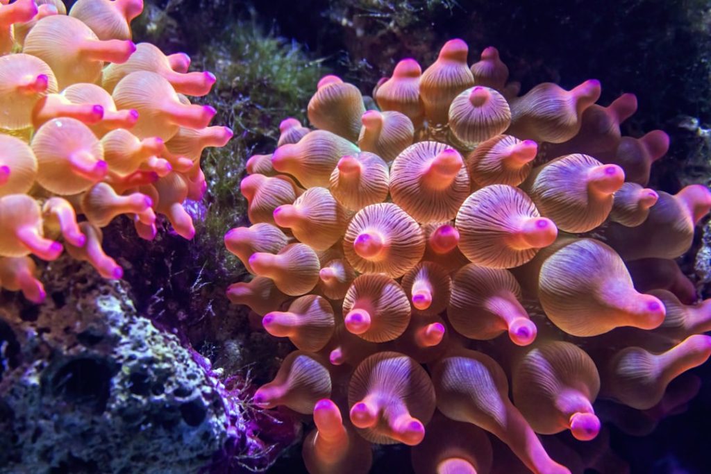 entdecken sie die faszinierende welt der anemonen – wunderschöne, farbenfrohe blüten, die gärten und aquarien verschönern. erfahren sie mehr über pflege und sorten.