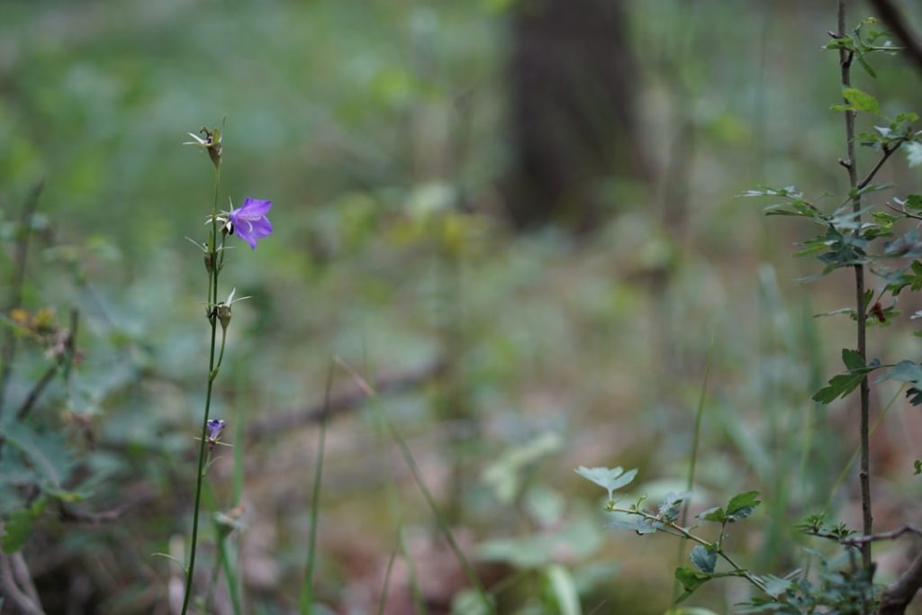 entdecken sie die schönheit der glockenblume – eine charmante pflanze mit zarten, glockenförmigen blüten, die jedem garten einen hauch von eleganz verleiht.