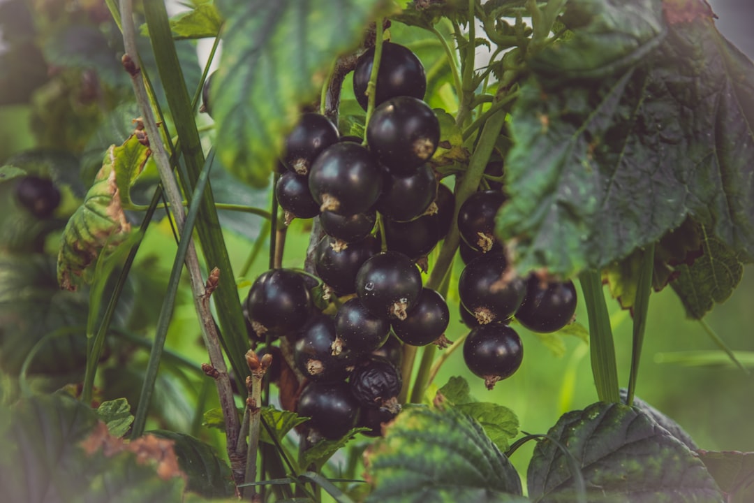 tipps und techniken zum richtigen schneiden von brombeeren für gesunde pflanzen und reiche ernte.