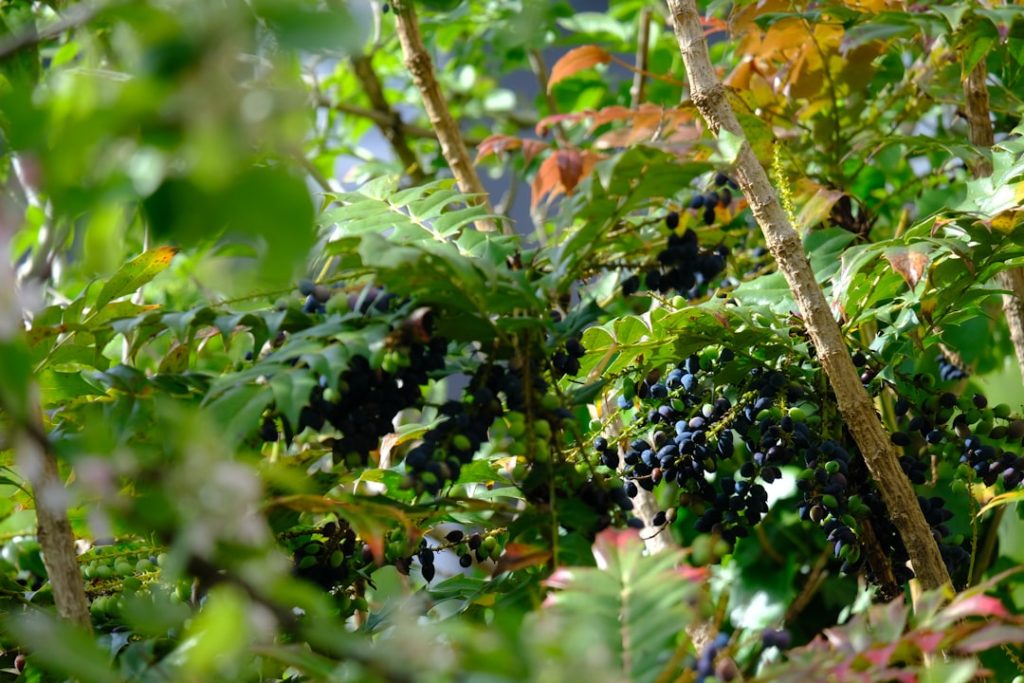 erfahren sie, wie sie brombeeren richtig schneiden, um gesunde pflanzen und eine reiche ernte zu fördern. tipps zur richtigen schnittzeit und technik.