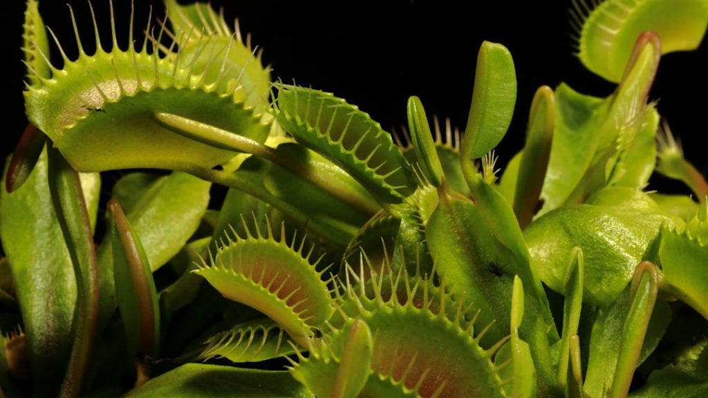entdecken sie fleischfressende pflanzen, faszinierende gewächse, die insekten fangen und verdauen. erfahren sie mehr über ihre lebensweise und pflege.