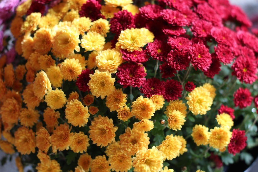 entdecken sie die vielfältige schönheit von chrysanthemen – langlebige blumen, die in verschiedenen farben und formen für garten und dekoration sorgen.