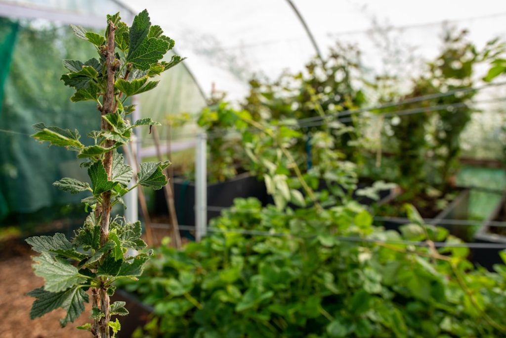 entdecken sie bewährte methoden und tipps für den erfolgreichen anbau von johannisbeeren. erfahren sie mehr über pflege, ernte und optimale wachstumsbedingungen.