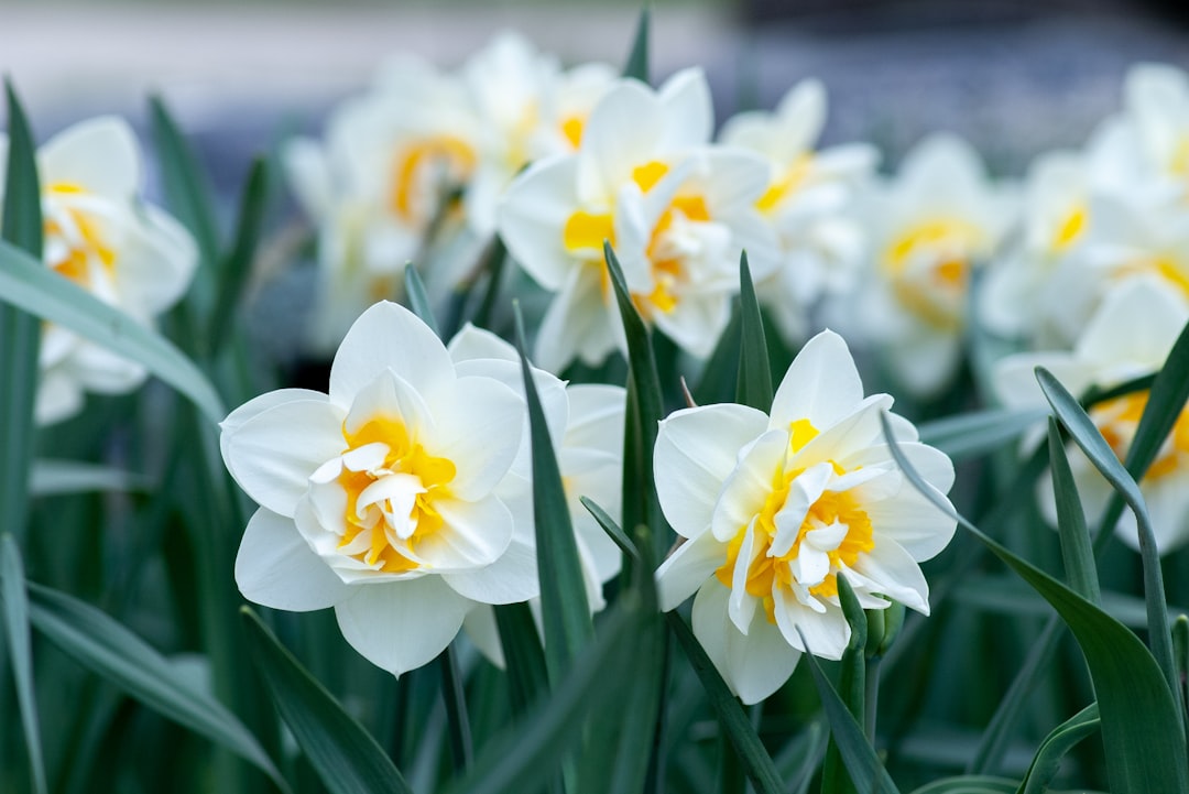 entdecken sie die schönheit der narzissen, auch bekannt als osterglocken, mit ihren leuchtend gelben blüten, die den frühling ankündigen.