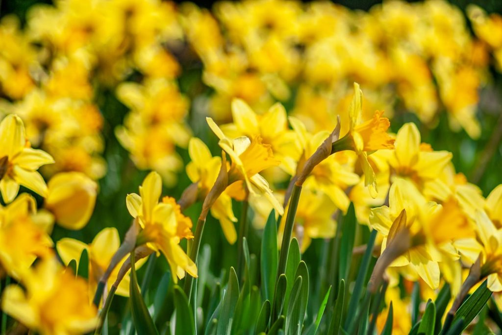 entdecken sie die schönheit der narzissen, auch osterglocken genannt, mit ihren leuchtend gelben blüten, die den frühling ankündigen.