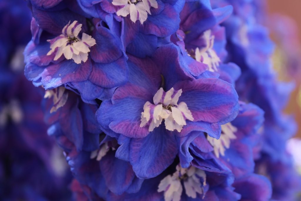 delphinium: eine elegante und farbenfrohe pflanze, die gärten mit ihren hohen, auffälligen blüten bereichert. ideal für blumenbeete und schnittblumenarrangements.
