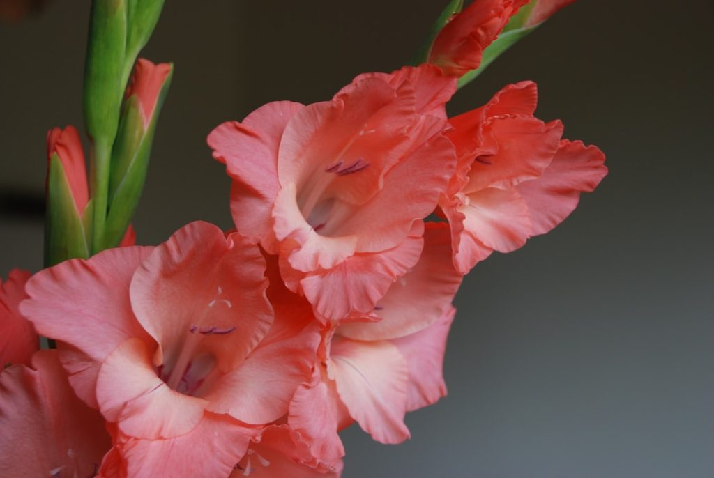 entdecken sie die schönheit der gladiolen, elegante blumen mit schlichten, aber beeindruckenden blüten, die jeden garten oder blumenstrauß bereichern.