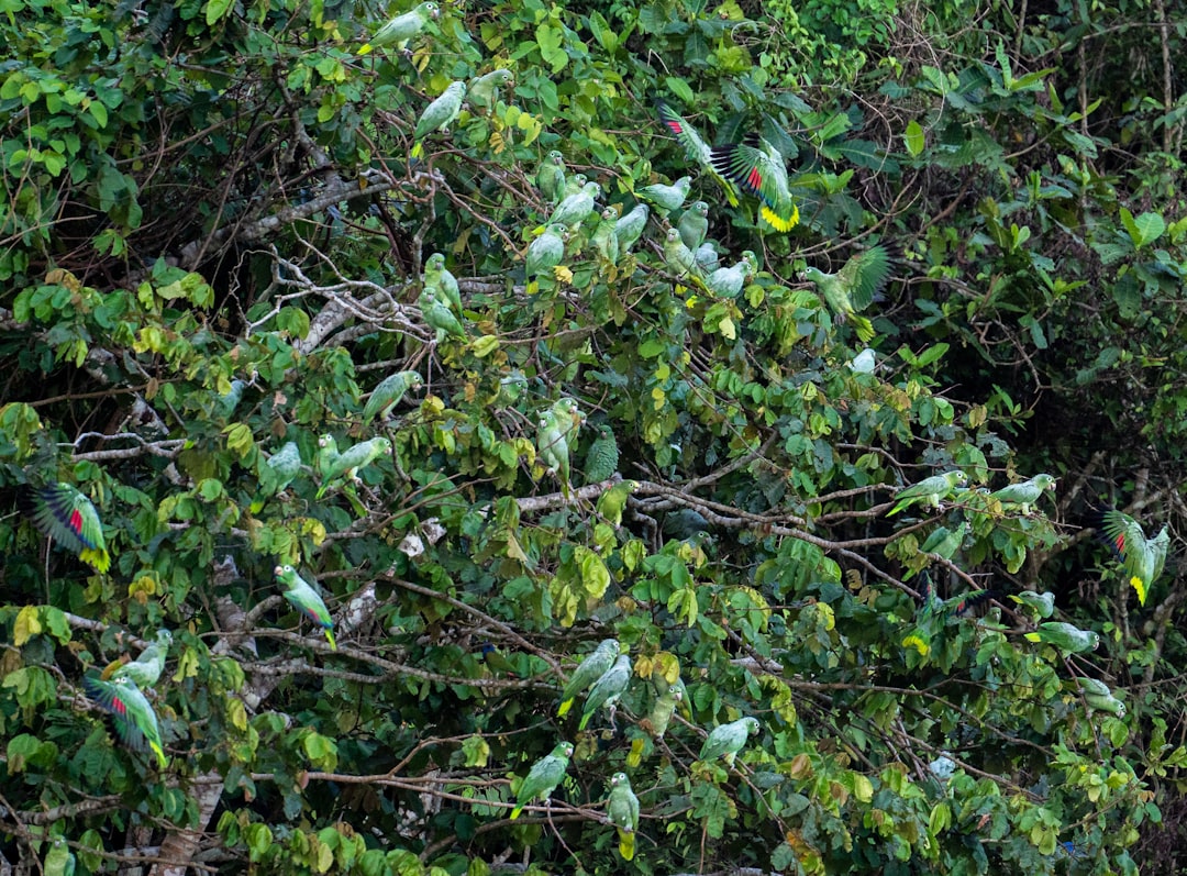 erfahren sie, wie sie hortensien richtig schneiden, um gesundes wachstum und prächtige blüten zu fördern. praktische tipps zur hydrangea-pflege im garten.