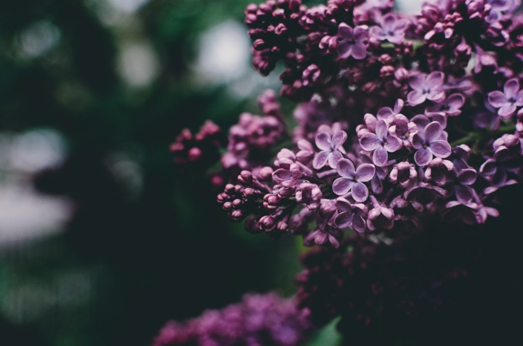 lilac - entdecken sie die schönheit und den duft der fliederblüten. perfekt für gartenliebhaber und blumenfreunde.