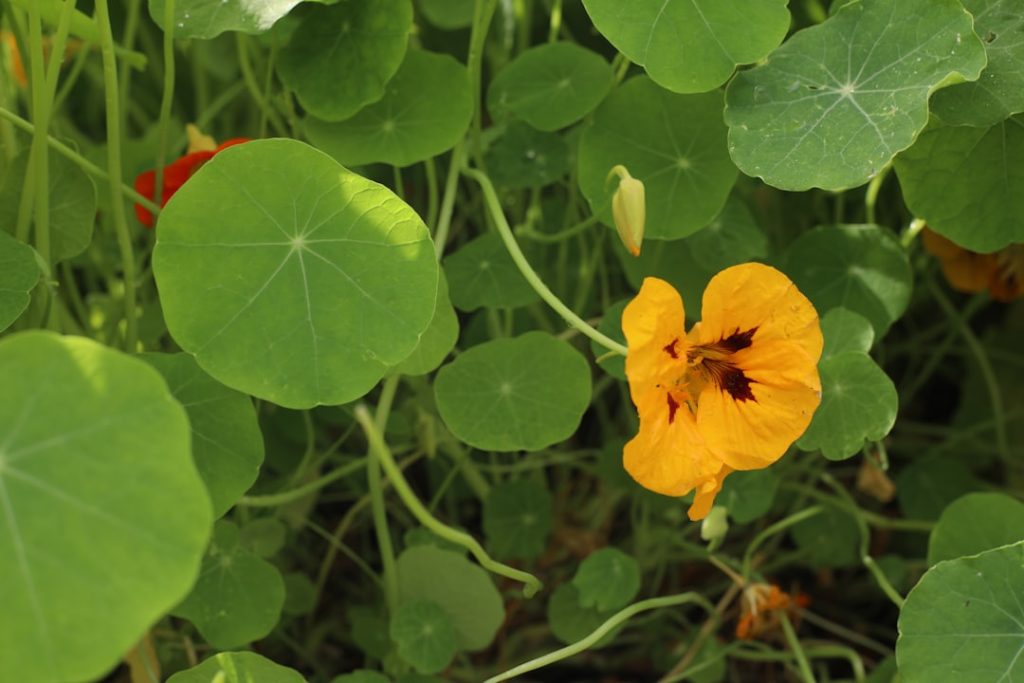 entdecken sie die vielseitigen eigenschaften der kapuzinerkresse: eine dekorative und essbare pflanze, bekannt für ihre leuchtenden blüten und gesundheitsfördernden vorteile.