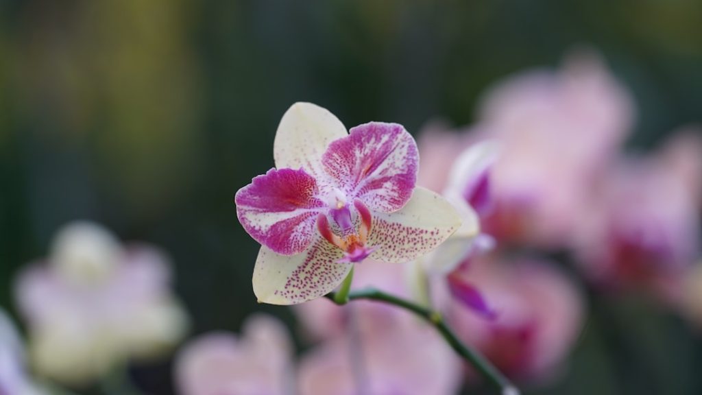 erfahren sie alles über die richtige pflege von orchideen, inklusive bewässerung, lichtbedarf und idealen wachstumstemperaturen, um ihre orchideen gesund und blühend zu halten.