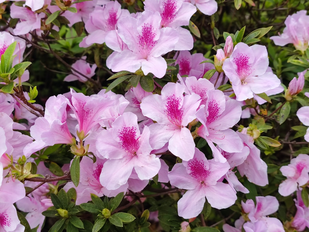 entdecken sie wunderschöne rhododendren – pflegeleichte, farbenfrohe blütensträucher, die jeden garten in eine blühende oase verwandeln.