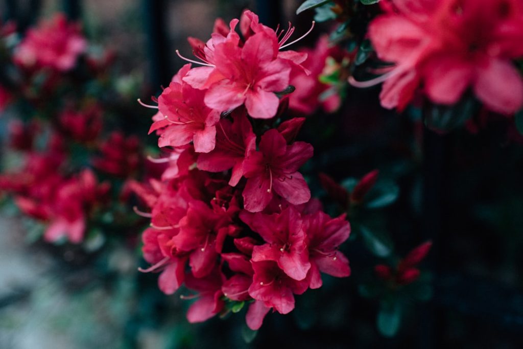 entdecken sie alles über rhododendren – pflegeleichte, blühende sträucher, die jeden garten mit farbenfrohen blüten verschönern.