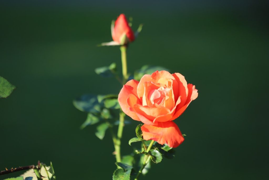 entdecken sie unser rosarium: eine vielfältige sammlung wunderschöner rosenarten, perfekt für gartenliebhaber und blumenfreunde.