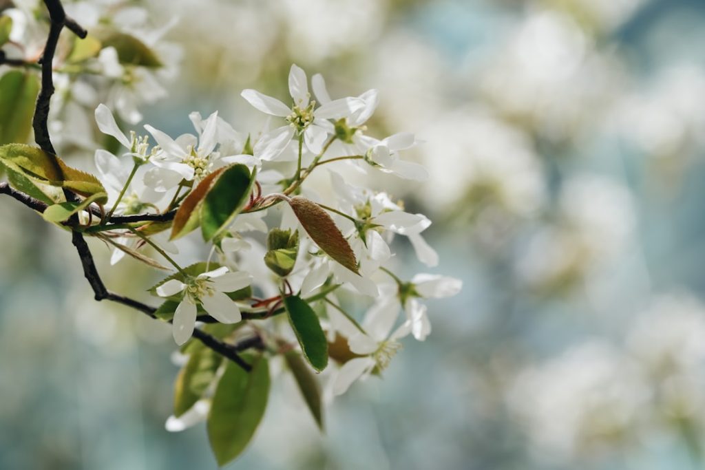 serviceberry ist eine vielseitige und attraktive pflanze, die sowohl für gärten als auch für natürliche lebensräume geeignet ist. entdecken sie die vielfältigen vorteile und anwendungen von serviceberry.