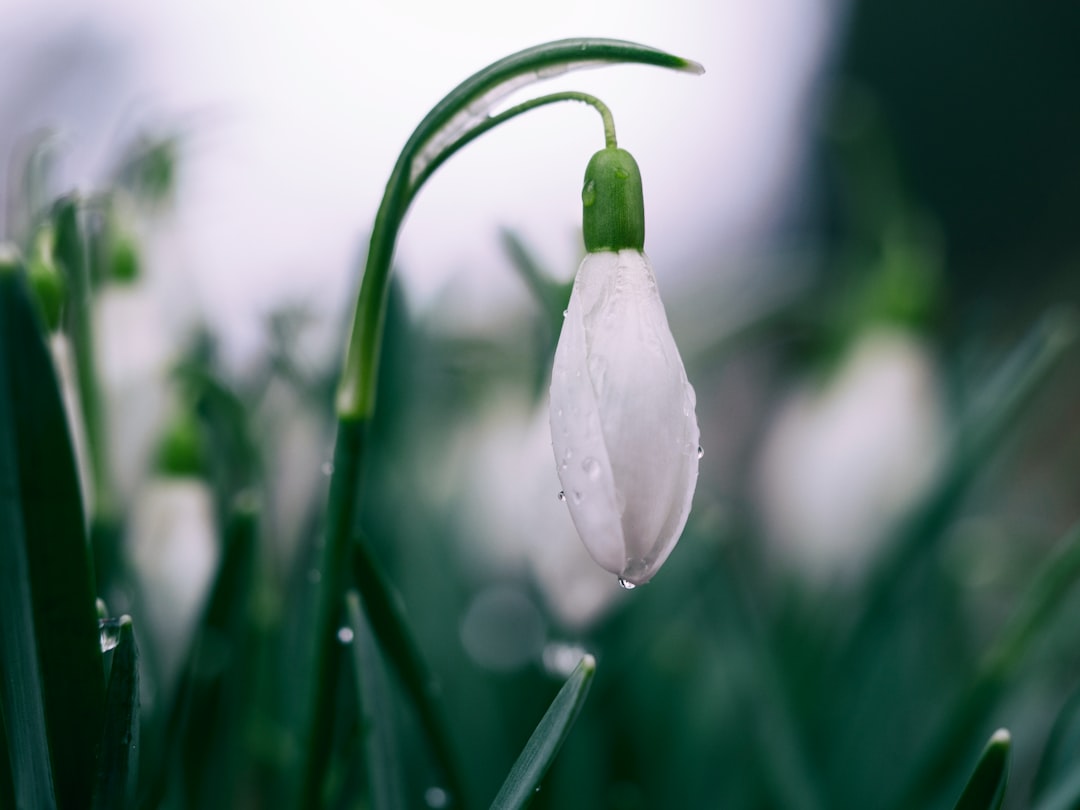 snowdrop ist eine zarte frühlingsblume, die früh im jahr erblüht und für hoffnung und neubeginn steht.