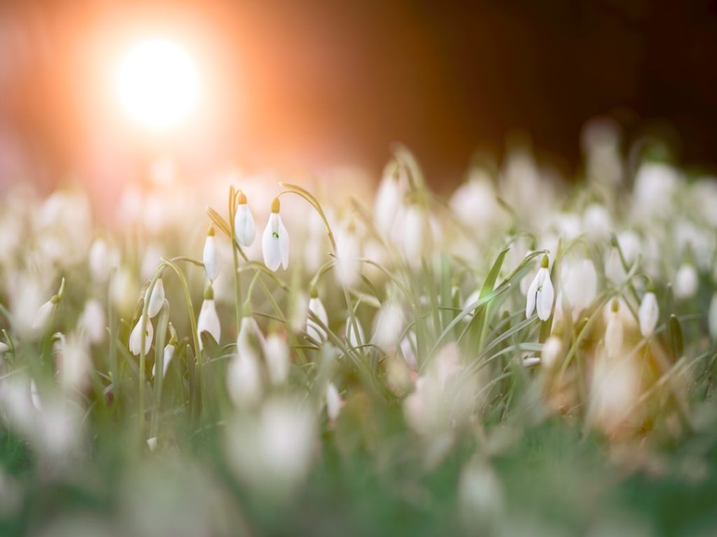 entdecken sie snowdrop, die bezaubernde frühlingsblume, bekannt für ihre zarten weißen blüten und ihre bedeutung als symbol für hoffnung und erneuerung.