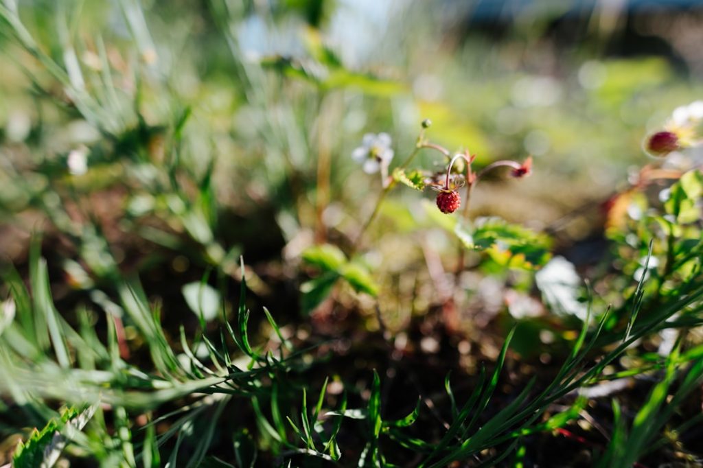 erfahren sie, wie sie erdbeeren erfolgreich pflanzen und anbauen können, um eine reiche ernte süßer, frischer früchte in ihrem garten zu erzielen.