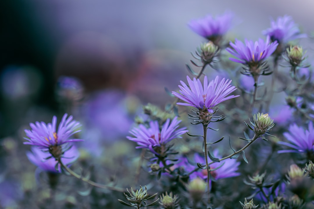 entdecken sie die schönheit der aster – eine farbenfrohe und beliebte blume, die ihren garten das ganze jahr über verschönert.