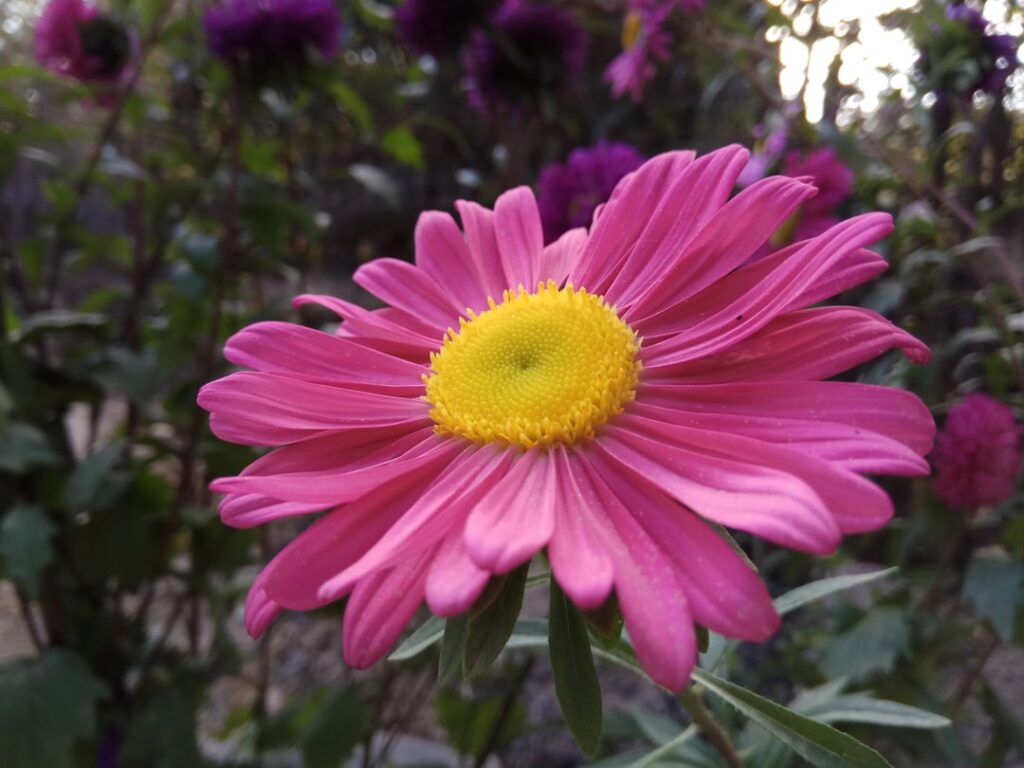 entdecken sie die schönheit der aster-blume, bekannt für ihre farbenfrohen blüten und ihre bedeutung in gärten und landschaften.