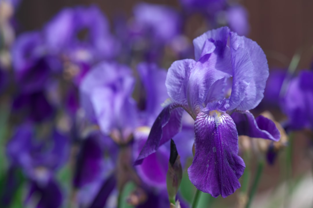 entdecken sie prächtige bart-iris mit ihren auffälligen farben und einzigartigen blüten. perfekt für gartenliebhaber, die vielfalt und schönheit schätzen.