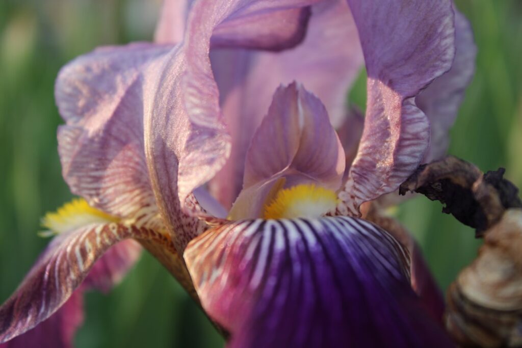 entdecken sie die prächtigen bart-iris, auch bekannt als bart-schwertlilien, mit ihren auffälligen blüten und vielfältigen farben – perfekt für jeden gartenliebhaber.