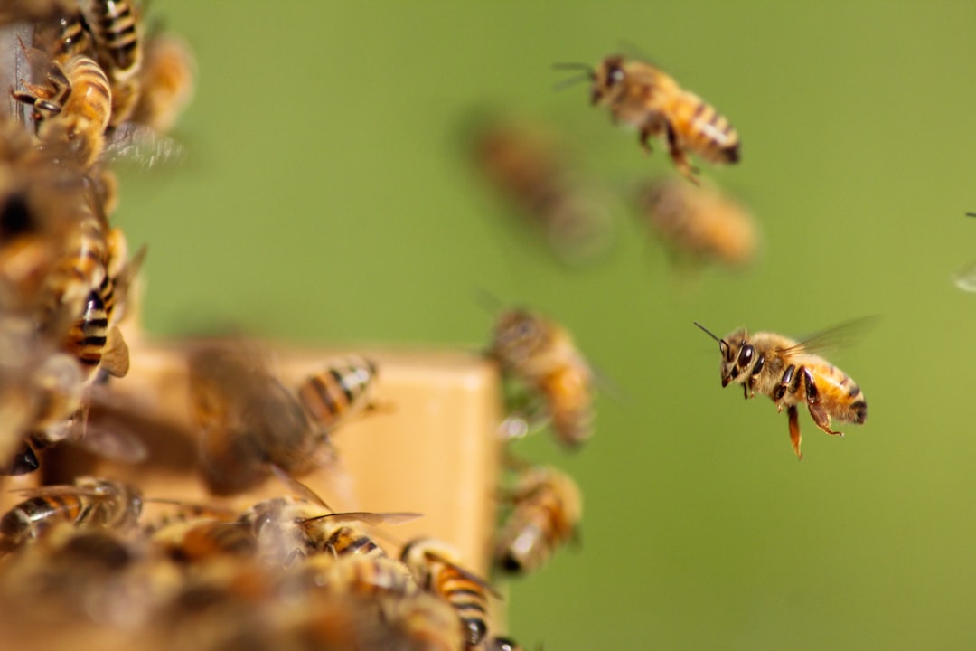 erfahren sie alles über imkerei: tipps zur bienenzucht, pflege der bienenstöcke und honiggewinnung für anfänger und profis.