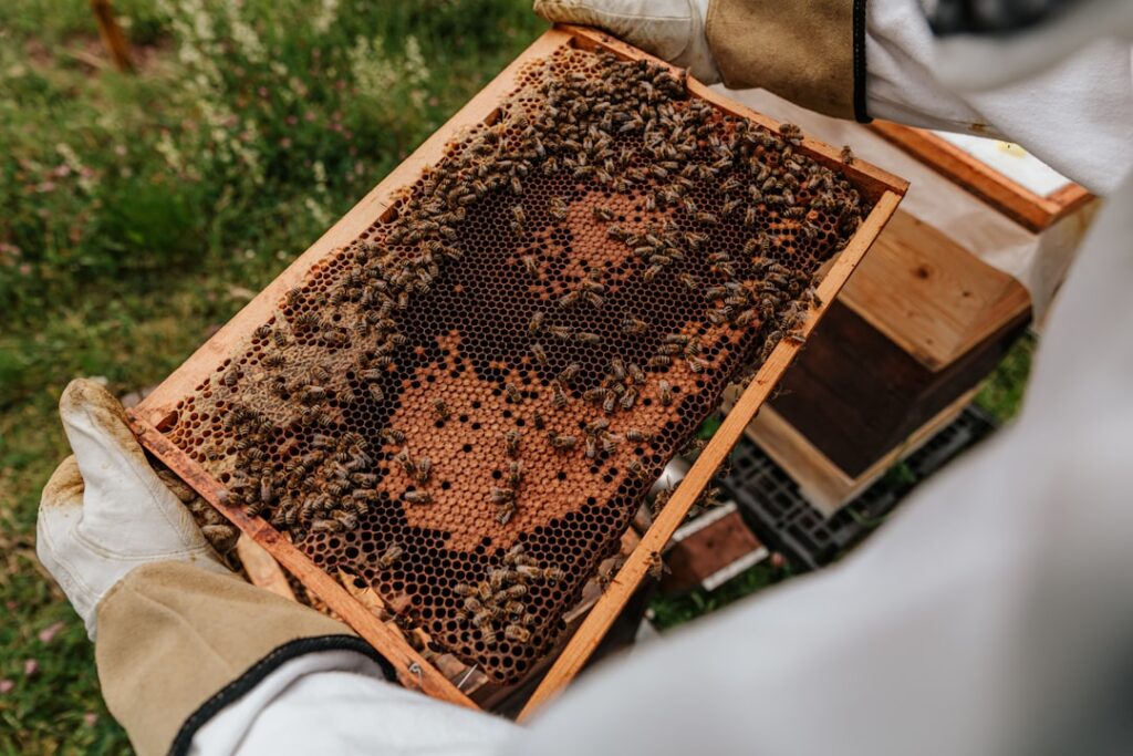 erfahren sie alles über imkerei: bienenhaltung, honiggewinnung und tipps für anfänger und profis.
