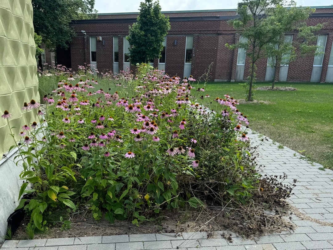 erfahren sie alles über die zaunwinde (bindweed), ihre eigenschaften, wachstumsbedingungen und wie man sie effektiv kontrolliert.