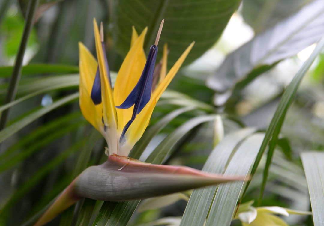 entdecken sie die faszinierende paradiesvogel-blume, bekannt für ihre exotischen farben und einzigartiges aussehen. perfekt für gartenliebhaber und blumenfreunde.