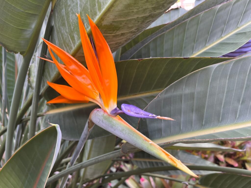 entdecken sie die exotische schönheit des paradiesvogels – ein atemberaubender vogel mit leuchtenden farben und einzigartigem federkleid.