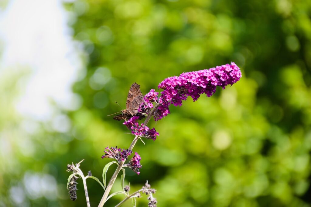 der schmetterlingsstrauch (buddléia) ist ein attraktiver gartenstrauch, der mit seinen duftenden blüten zahlreiche schmetterlinge anzieht und ihren garten lebendig macht.