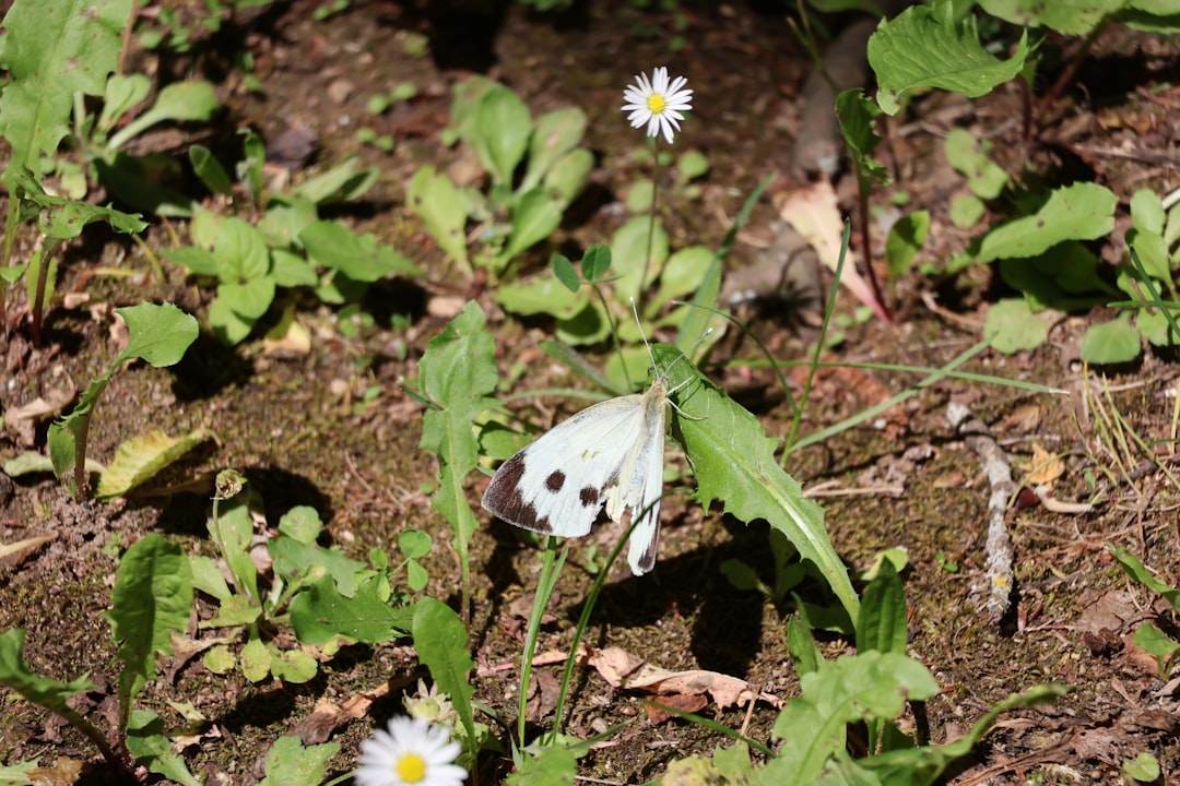 der kohlweißling ist ein häufiger schmetterling mit weißen flügeln und schwarzen flecken, der oft in gärten und auf feldern zu sehen ist.