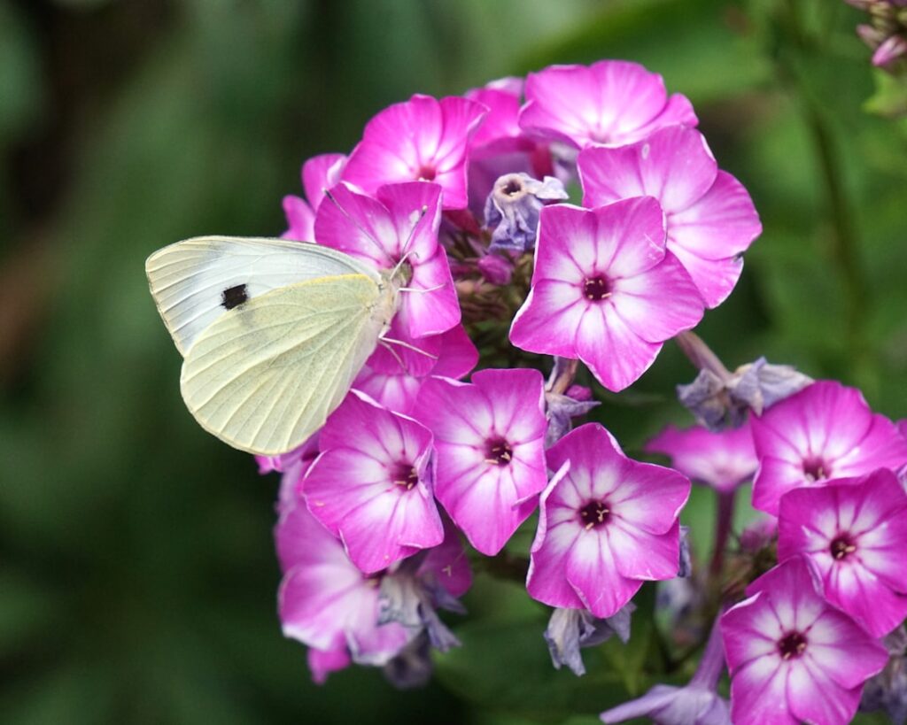 der kohlweißling ist ein weit verbreiteter weißer schmetterling, der häufig in gärten und landwirtschaftlichen flächen anzutreffen ist. er ist bekannt für seine rolle als schädling an kohlgemüse.