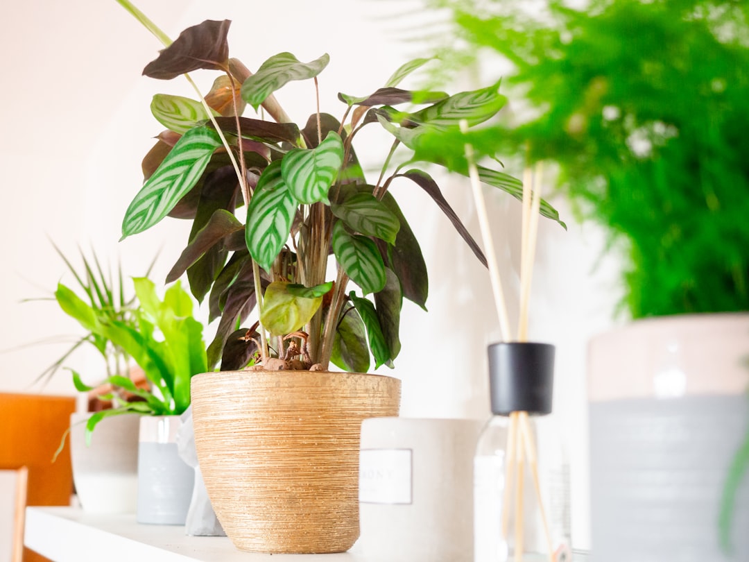 erfahren sie, wie sie ihre calathea-pflanzen richtig pflegen, um ihre schönheit und gesundheit zu erhalten. tipps zur bewässerung, lichtverhältnissen und blattpflege.