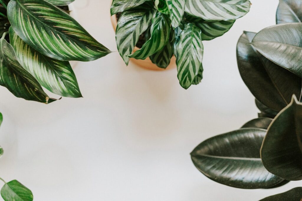erfahren sie, wie sie ihre calathea-pflanze richtig pflegen, um gesundes wachstum und lebendige blätter zu fördern. tipps zur bewässerung, lichtverhältnissen und düngung.