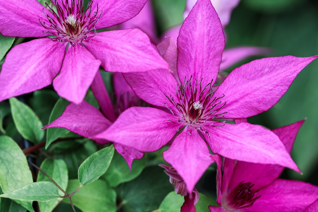 erfahren sie, wie sie clematis richtig schneiden, um gesundes wachstum und üppige blüten zu fördern. schritt-für-schritt-anleitung für erfolgreiche clematis-schnitttechniken.