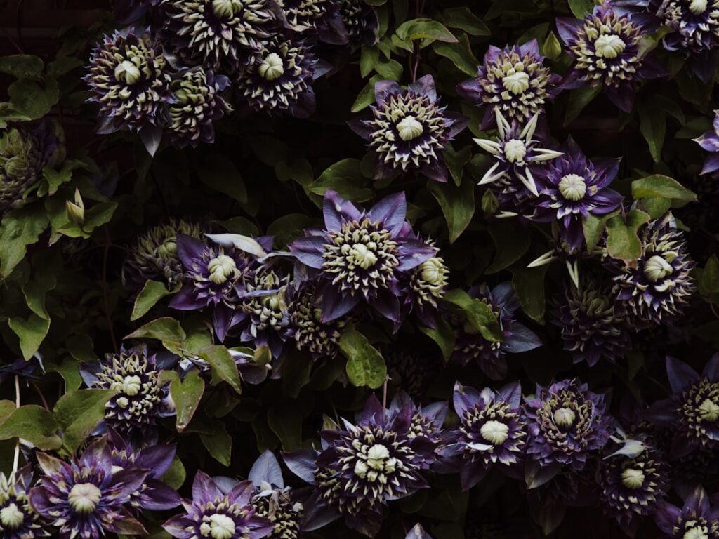 erfahren sie, wie sie clematis richtig zurückschneiden, um gesundes wachstum und reichhaltige blüte zu fördern. tipps und techniken für den optimalen schnitt.