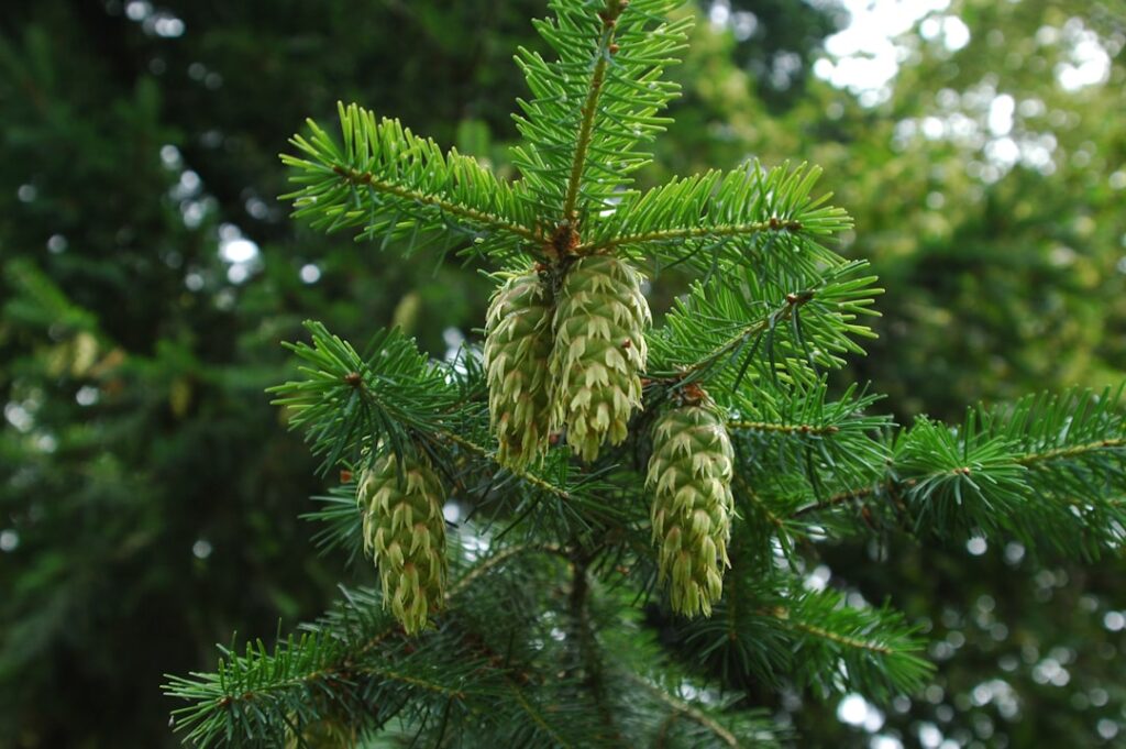 entdecken sie die vielfalt der nadelbäume: pflege, arten und vorteile von koniferen für garten und landschaft.