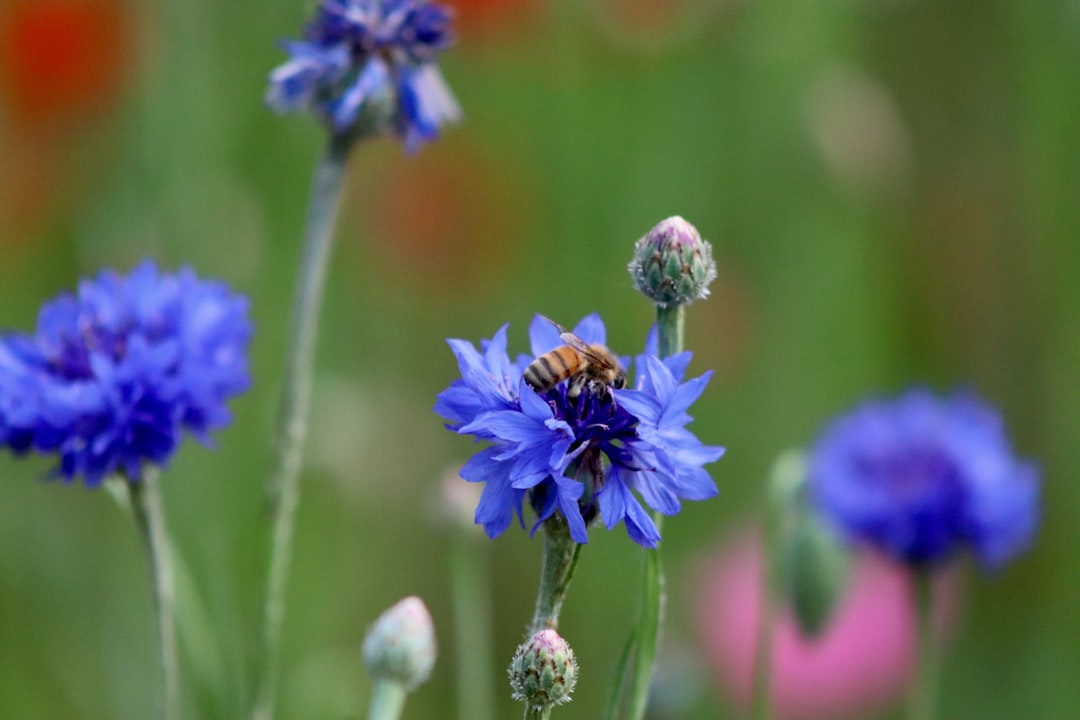 entdecken sie die schönheit der kornblume, eines zarten und farbenfrohen wildblumenklassikers, der in gärten und landschaften für lebendige akzente sorgt.