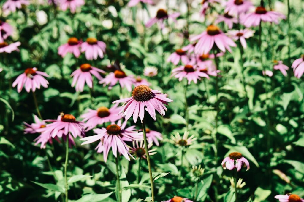 entdecken sie die vielfalt der kornblume – eine bezaubernde blume mit leuchtend blauen blüten, die in gärten und wiesen weltweit geschätzt wird.