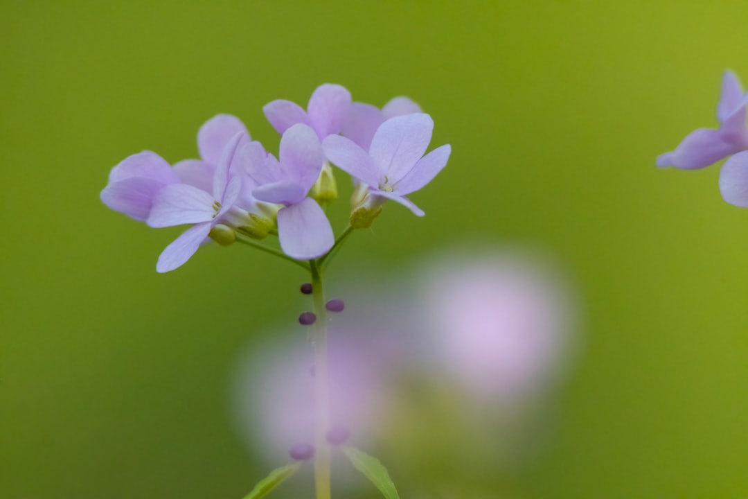 entdecken sie die schönheit und bedeutung von "cuckooflower", einer zarten blume, die für frühling und natürliche eleganz steht.