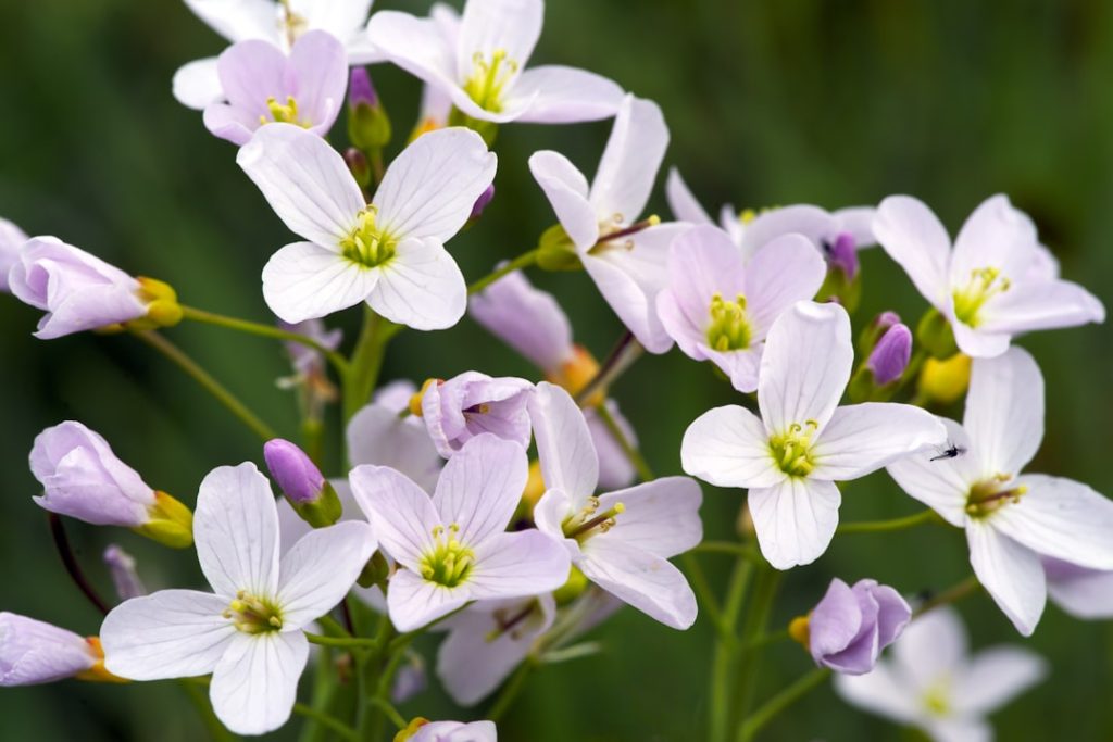die wiesenkuckucksblume (cardamine pratensis) ist eine zarte, wild wachsende pflanze mit hübschen rosa-weißen blüten, die oft in feuchten wiesen und an bachufern zu finden ist.