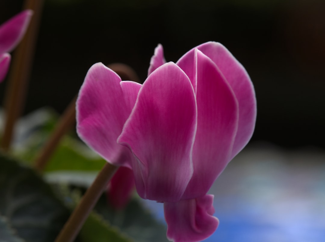 entdecken sie die schönheit und pflege des alpenveilchens (cyclamen), einer charmanten blume, die in innenräumen und gärten für farbe und eleganz sorgt.