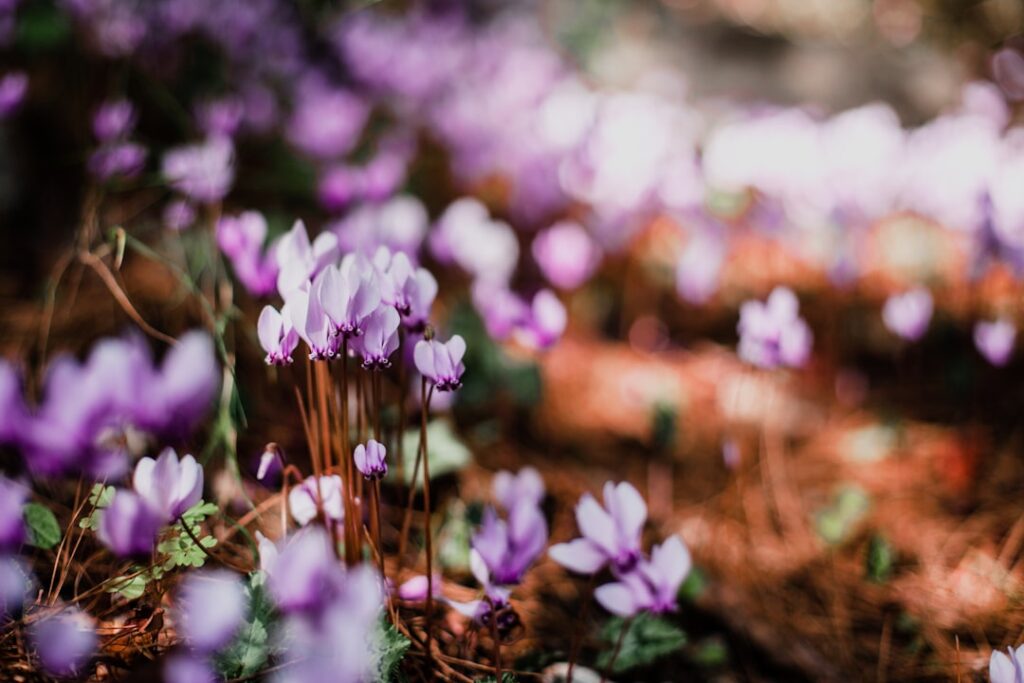 entdecken sie die schönheit des alpenveilchens (cyclamen) – eine bezaubernde pflanze mit einzigartigen, farbenfrohen blüten, ideal für garten und wohnung.