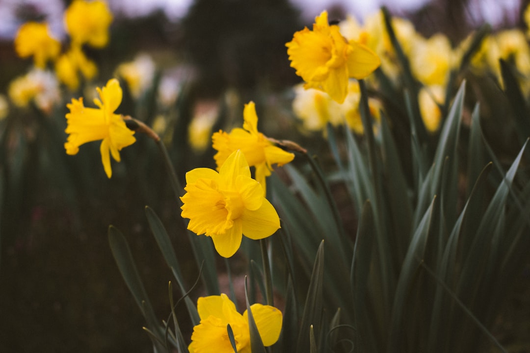 entdecken sie die schönheit der narzissen: diese leuchtend gelben frühlingsblumen bringen freude und farbe in jeden garten.