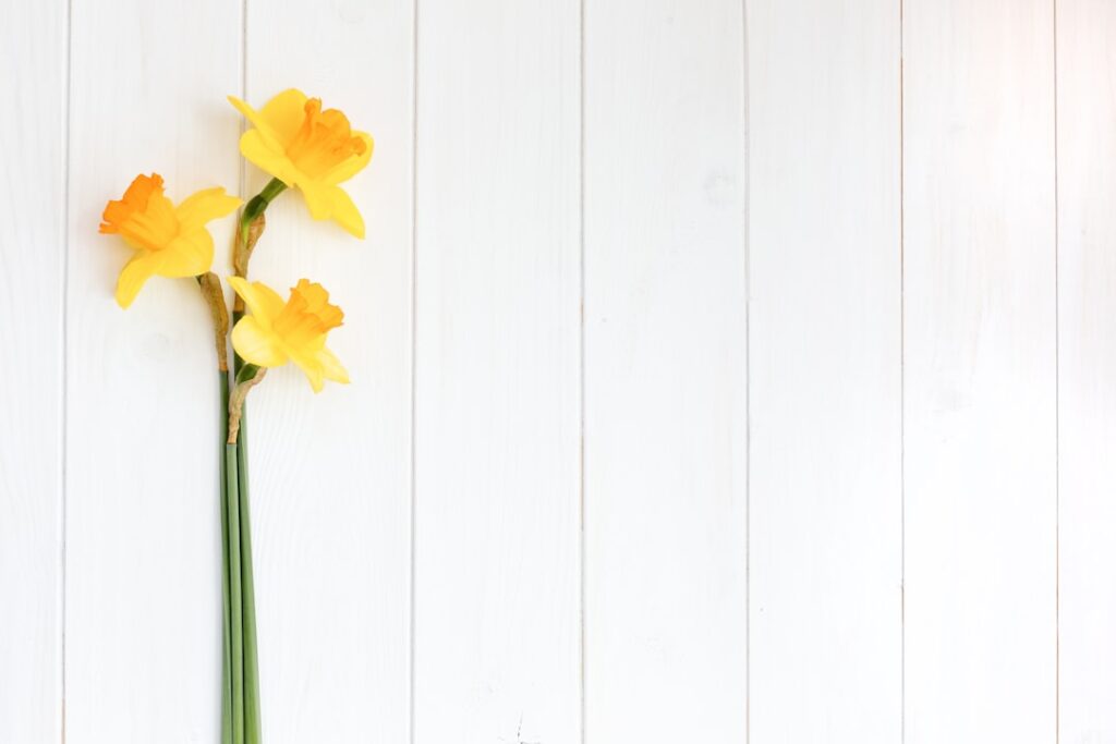 erleben sie die schönheit der osterglocken, auch narzissen genannt, mit ihren leuchtend gelben blüten, die den frühling willkommen heißen.