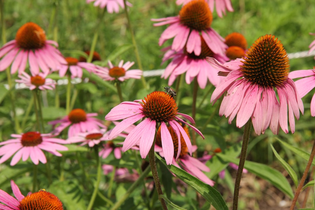 entdecken sie die heilenden eigenschaften von echinacea, einer pflanze, die traditionell zur stärkung des immunsystems und zur bekämpfung von erkältungen verwendet wird.