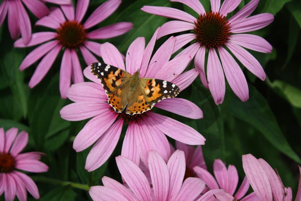 entdecken sie die heilenden eigenschaften der echinacea-pflanze. erfahren sie mehr über ihre anwendung zur stärkung des immunsystems und zur vorbeugung von erkältungen.