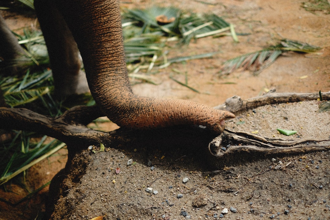 entdecken sie die einzigartigen eigenschaften der elephant foot plant, auch bekannt als beaucarnea recurvata, eine pflegeleichte zimmerpflanze mit dicken, fußähnlichen wurzeln und eleganten, langen blättern.